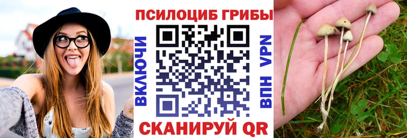 Галлюциногенные грибы Cubensis Заводоуковск